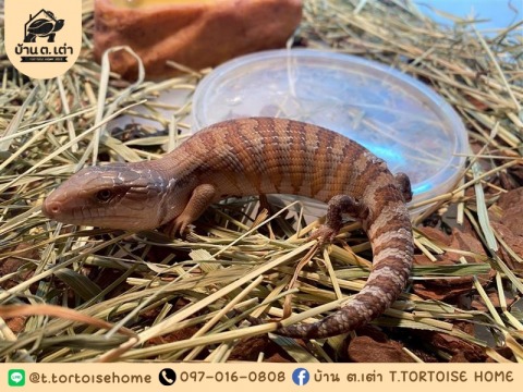 ฟาร์มจิ้งเหลน